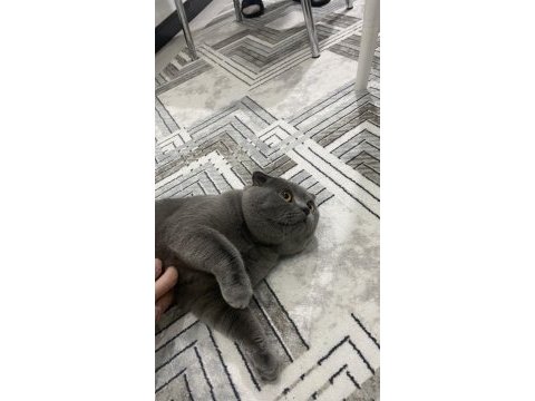 Scottish fold kedisi 1 yaşında