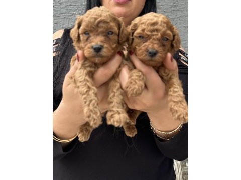 Ufacık sağlık ve ırk garantili toy poodle yavrularım