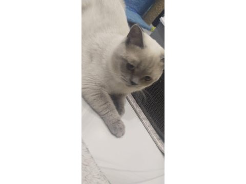 1 dişi ve 1 erkek british shorthair