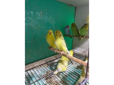 Erkut petten yavru jumbo muhabbet kuşları