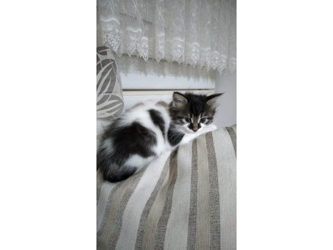Bu minik kedilere yuva arıyorum
