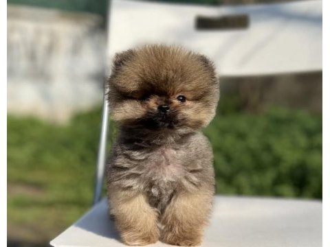 Mikro tea cup mükemmel yapıda pomeranian boo