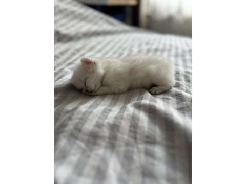 Pamuk prensle prenses british longhair