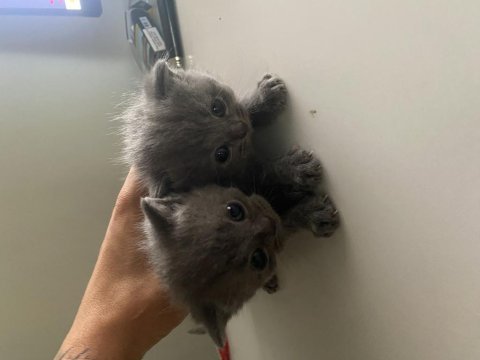 Scottish fold longhair
