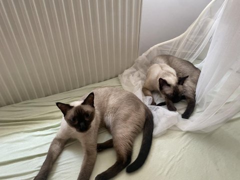 Anne ve oğul siyam kedileri