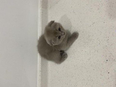 Dişi scottish fold shorthair lilac