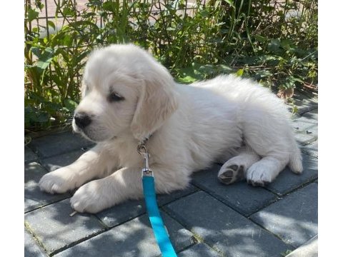 Golden retriever bebekler sağlık ve ırk garantili teslim