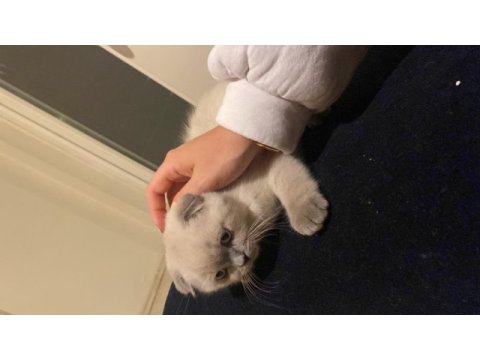 Yavrucuklarım 10 aylık kardeş scottish fold