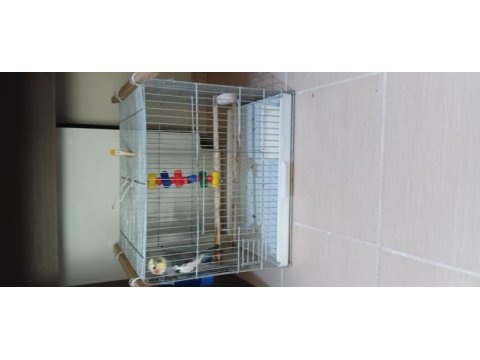 7 aylık jumbo boy sultan papağanı