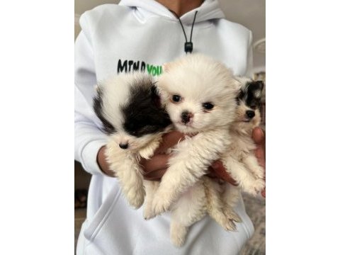 Pomeranian dişi ve erkek yavru
