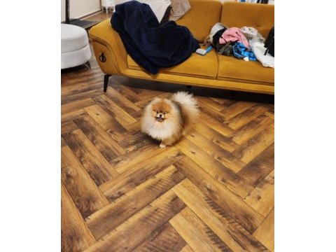 Avrupada bile daha iyisi yok pomeranian