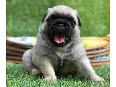 A kalite pug mops puppies eğitimli