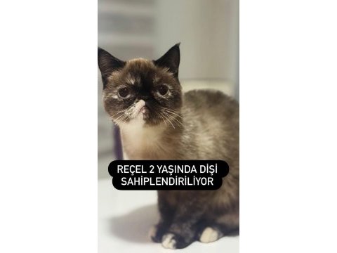 Exotic 2 yaşında kızımız reçel