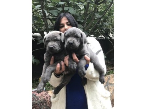 Blue safkan cane corso yavrularım
