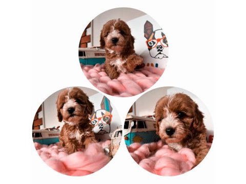 Maltipoo f2 f1 doğru jenerasyon tüy dökmez orjinal
