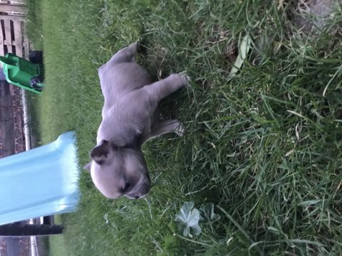 French bulldog yavrumuz yeni ailesini arıyor