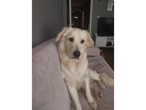 Erkek 1 yaşında golden retriever