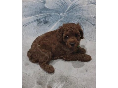 Toy poodle güzelliği