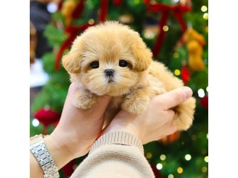 Kore poodle kızımın bebekleri