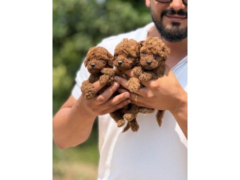 Teacup kore poodle bebekler aşılı eğitimli 