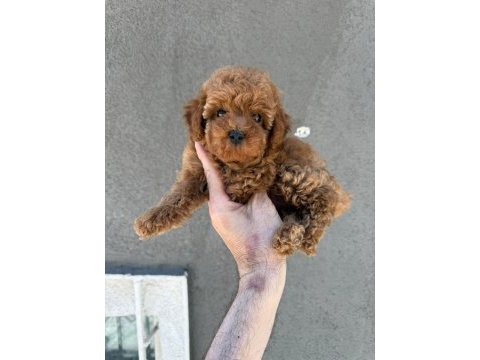 Sağlık ve ırk garantili kore poodle