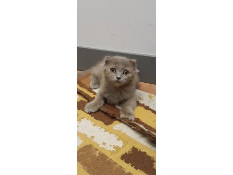 Yakışıklı scottish fold