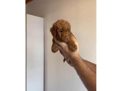 Son erkek minyatür poodle bebeğimiz