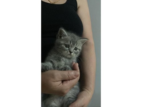 Dişi british shorthair