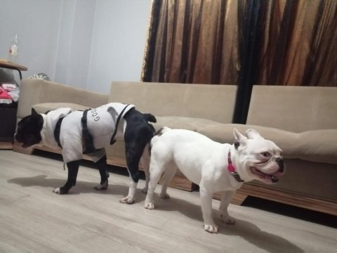 French bulldog çocuklarımız ömürlük yuva arıyor