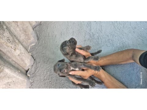 Cane corso yavru