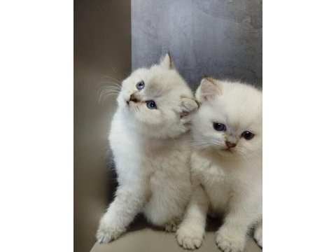 British shorthair mavi göz bebekler