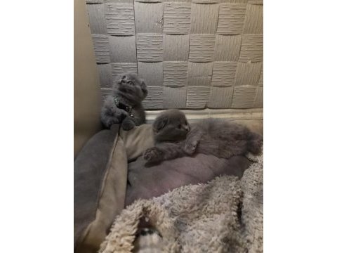 Minik scottish fold yavru kediler yeni yuvalarını arıyor