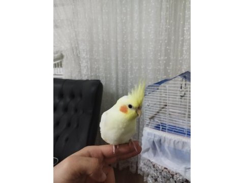 3.5 aylık kırmızı göz lutino sultan papağanı