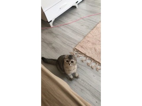 Ev arıyoruz scottish fold kızıma