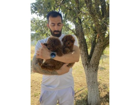 Kore dark brown toy poddle bebekler