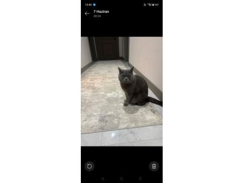 Ücretsiz 3 yaşında british shorthair