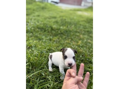 Jack russell orijinal kısa bacak kısa kuyruk