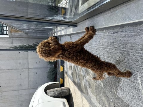 Sahibinden 4 aylık poodle