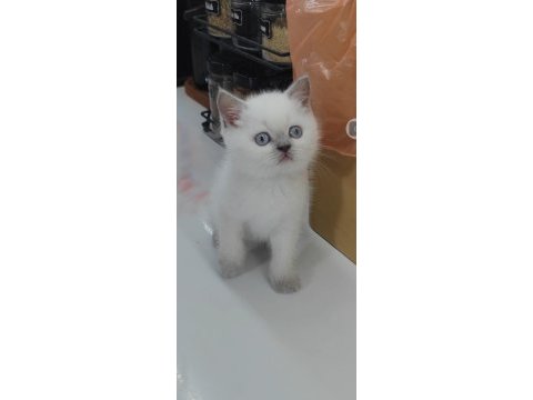 British shorthair kedisi