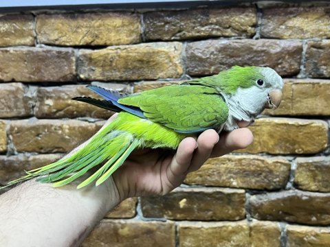 Oyuncu bebek el beslemesi monk papağanı