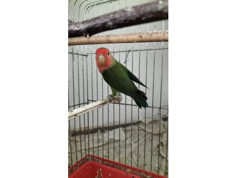 Damızlık erkek sevda papağanı