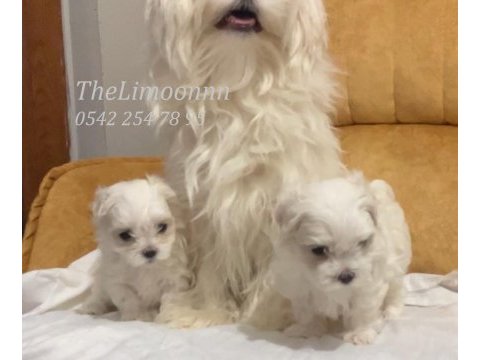 Veteriner hekim kontrolünde maltese terrier yavruları