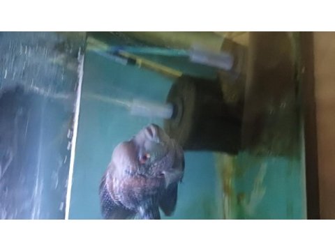 Ele alışık vahşi flowerhorn