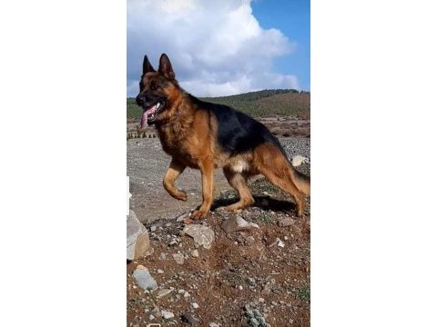 Safkan erkek alman çoban köpeği