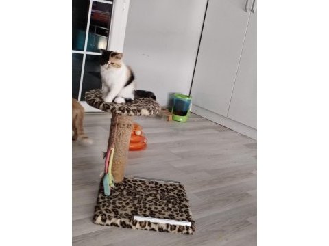 Cfa kayıtlı anne ve baba yavru kedimiz