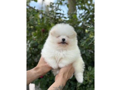Orjinal pomeranian boo yavrum