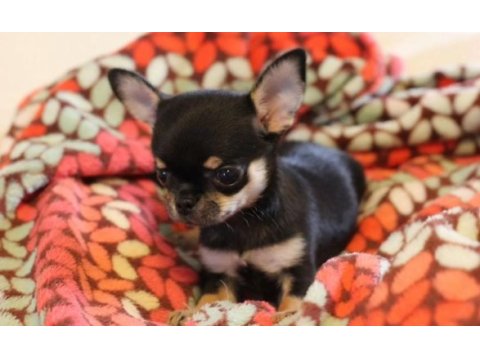 Chihuahua bebekler