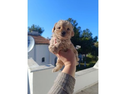 Maltipoo köpeğimiz