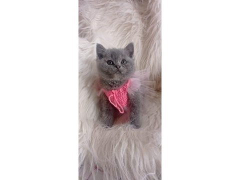 Sahiplendirme british shorthair