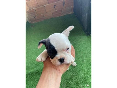 French bulldog yavrular ırk sağlık garantili